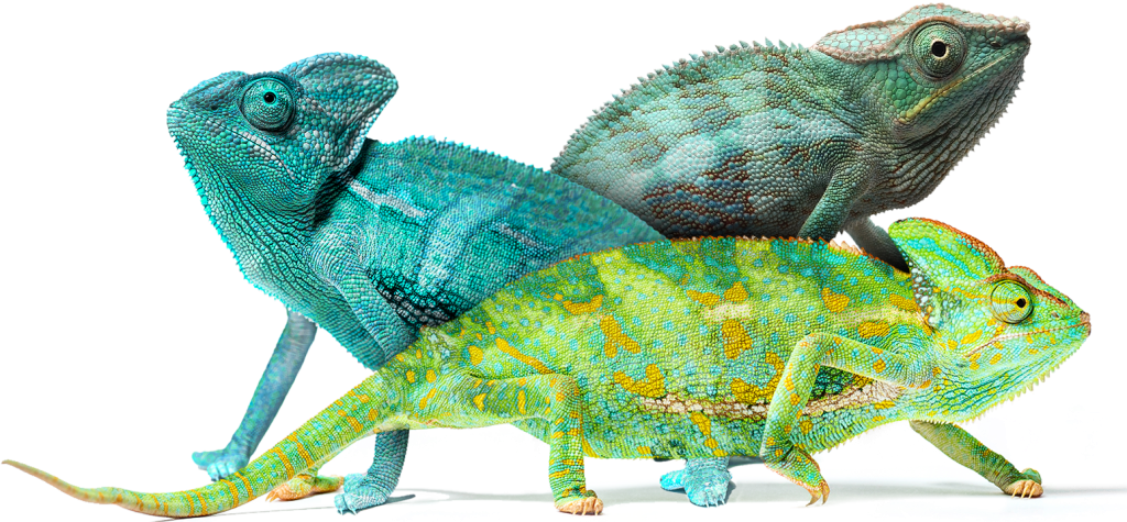 Purgex Chameleons Graphic